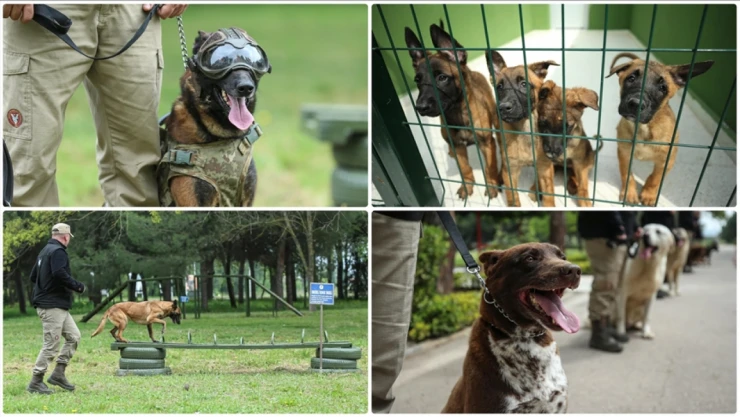 'Keskin Burunlara' Eğitim