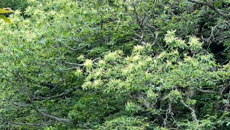 Kestaneler Çiçek Açtı