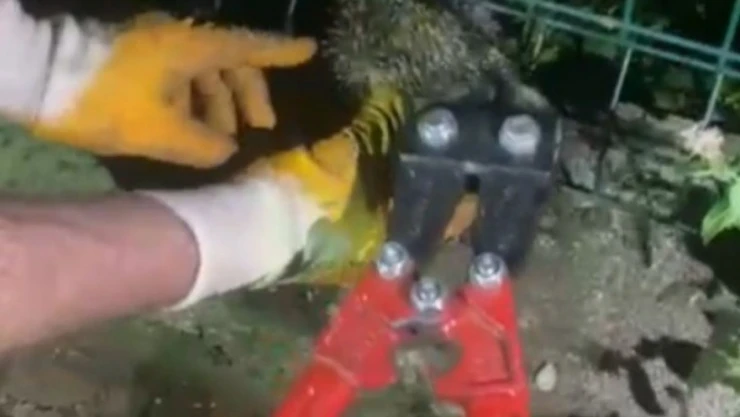 Kirpi Tellere Sıkıştı!