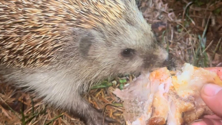 Kirpiyi Kızarmış Tavukla Besledi