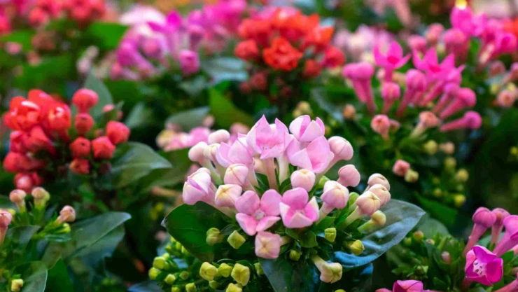 Kış Aylarında Evinizi Yeşillendiren Dayanıklı Bitkiler