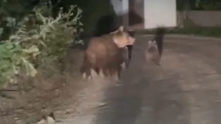 Kış Uykusuna Yatamayan Anne Ayı ve Yavruları Görüntülendi