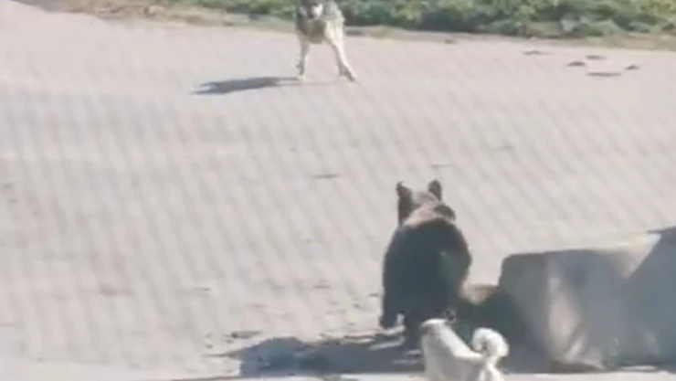 Köye İnen Ayıyı Köpekler Kovaladı
