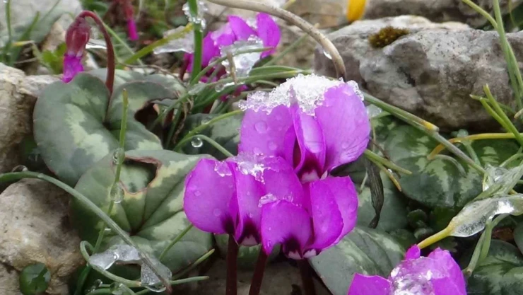 Kış Ve İlkbahar Bir Arada: Çiğdemler Çiçek Açtı