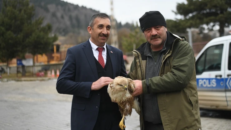 Kızıl şahin tedavi altına alındı