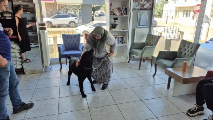 Köpeği İçin Çok Gözyaşı Döktü, Çip Sayesinde Kavuştular