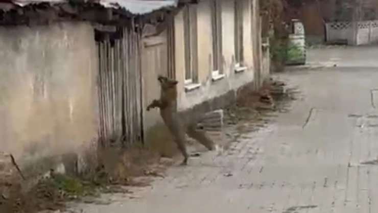 Köpek Seslerini Duyan Tilki Panik Yaşadı