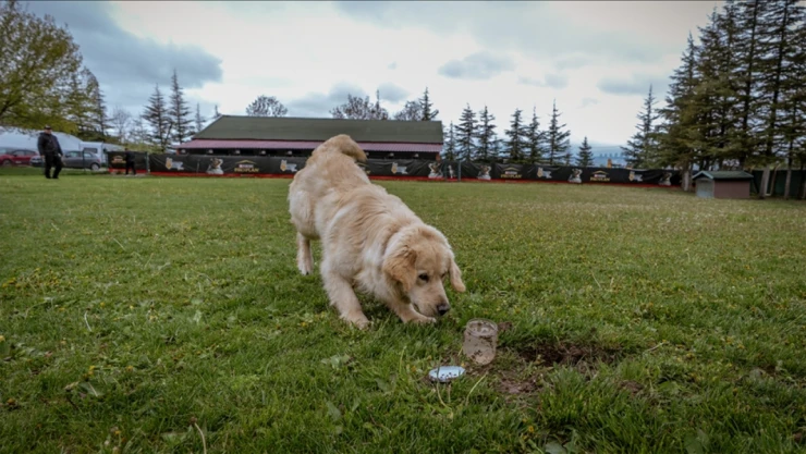 Köpekler İlk Kez 'Su Kaçakları' İçin Eğitiliyor