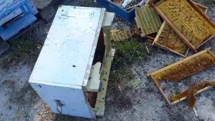 Kovanlarına Ayı Saldıran Vatandaş: 'Ayımız Medeniymiş'