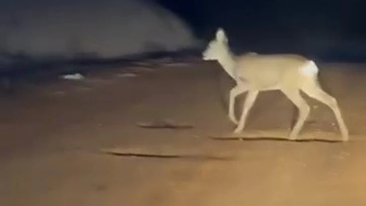 Köy Yolundaki Karaca Kamerada