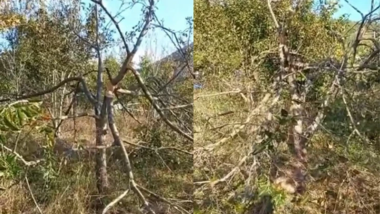 Köye inen ayı elmaları yedi