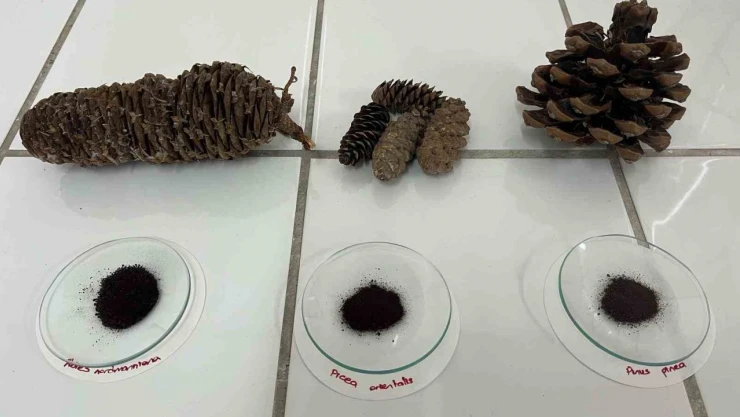 Kozalaklar Katma Değeri Yüksek Ürünlere Dönüşecek