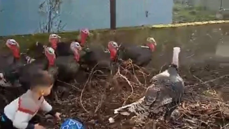 Çocuğun Hindilerle Mücadelesi