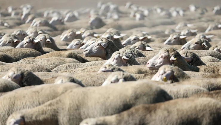 Küçükbaş Hayvan Satılacak