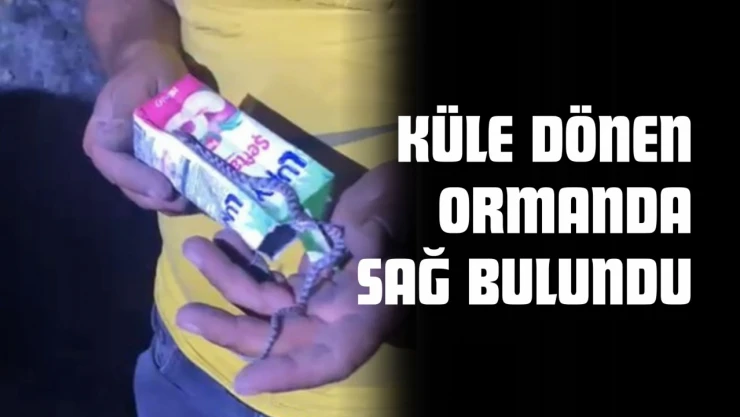 Küle Dönen Ormanda Sağ Bulundu