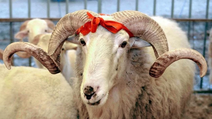 Kurban Kesim Bedeli Belirlendi