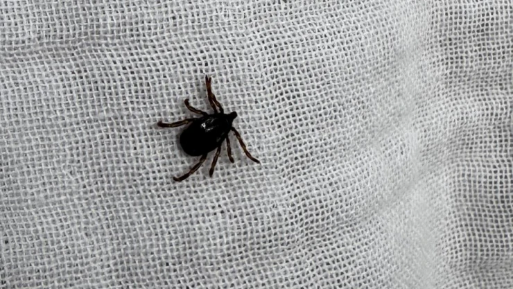 Kurban Öncesi Kene Uyarısı!