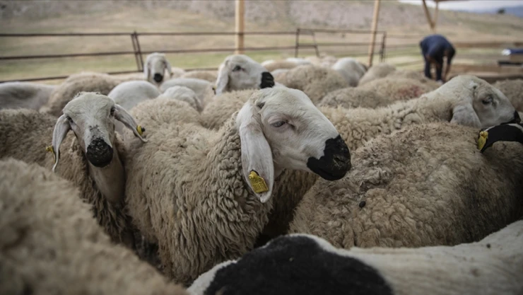 Kurban Öncesi Tedbirler Alındı