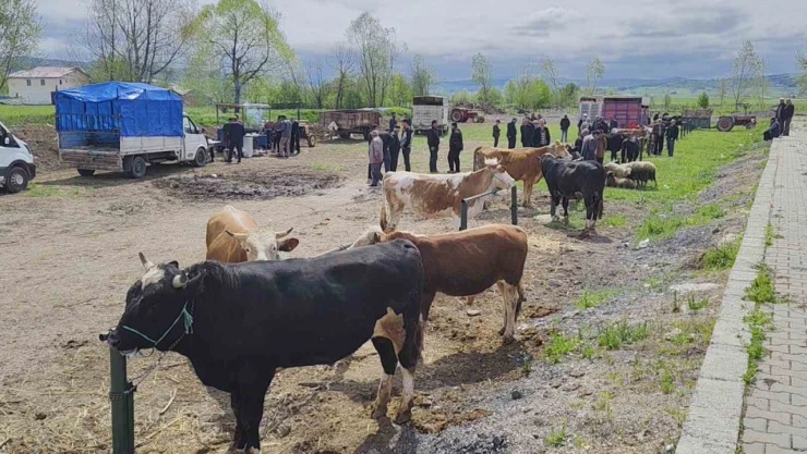 Kurbanlar Görücüye Çıktı