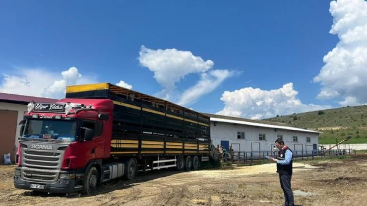 Kurbanlık Büyükbaş Sevkiyatı Başladı