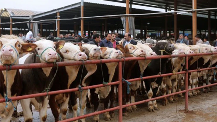 Kurbanlık fiyatları belli oldu!