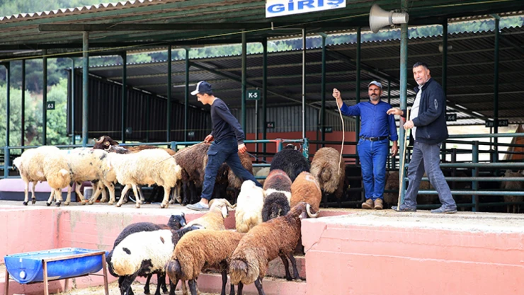 Kurbanlık Seçiminde Küpe Ve Belgeye Dikkat