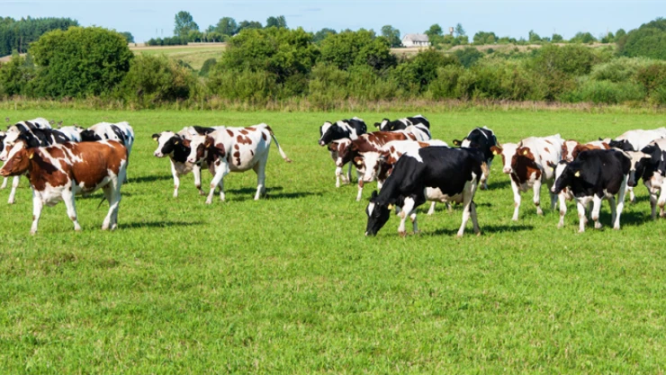 Kurbanlık Sevkinde Uyulacak Kurallar Belirlendi