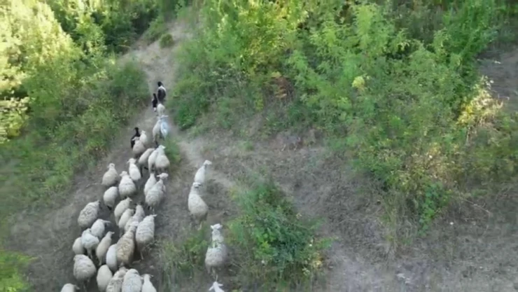 Kurt, Koyunlara Saldırdı