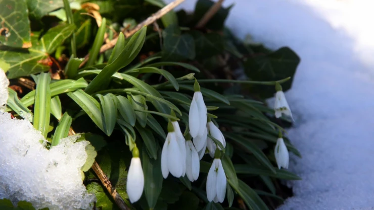 Küre Dağları 'Baharın Müjdecisi' Kardelenler ile Doldu