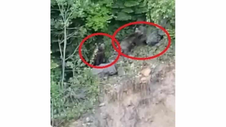 Küre'de ayılar görüntülendi