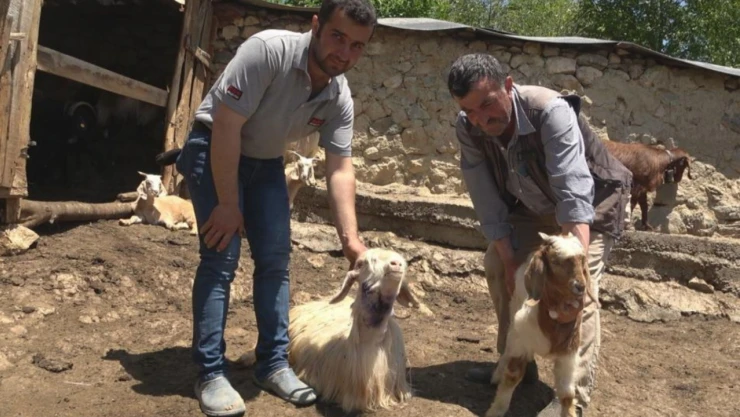 Kurtlar 50 kurbanlık hayvanı telef etti