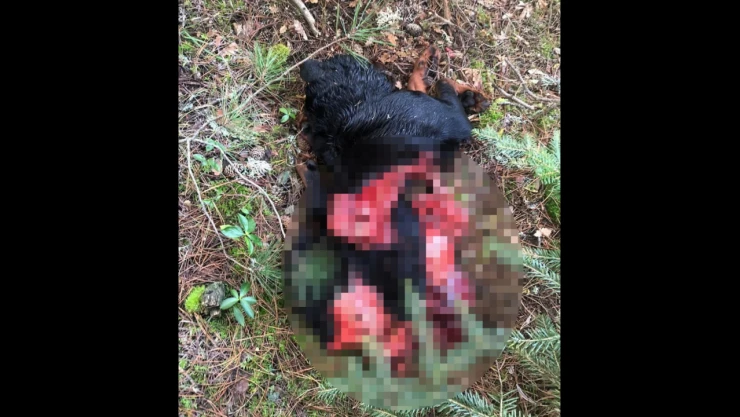 Kurtlar, Köpeği Parçaladı