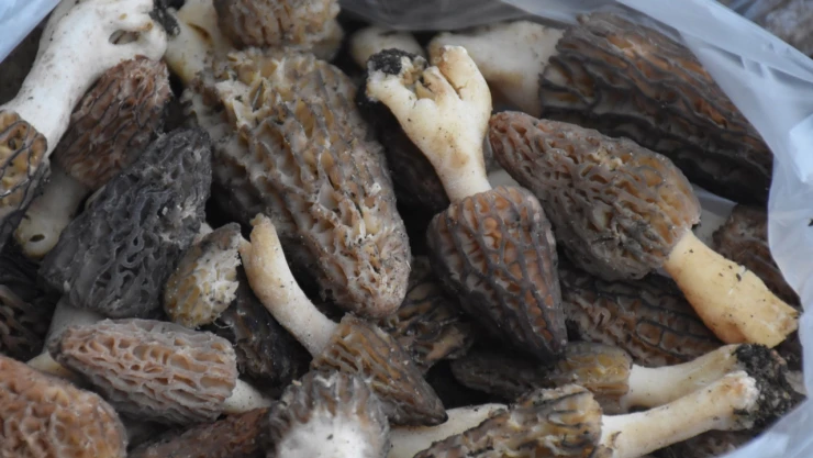 Kuzugöbeği Sinop'ta 250 liradan satılıyor