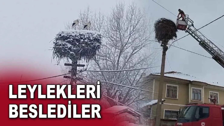 Leylekleri Beslediler