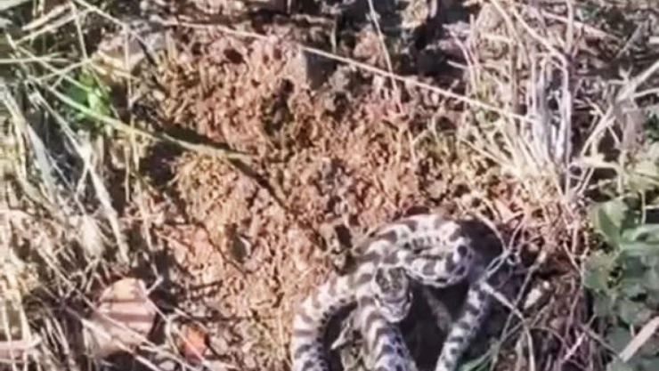 Mantar Ararken Engerekle Karşılaştı