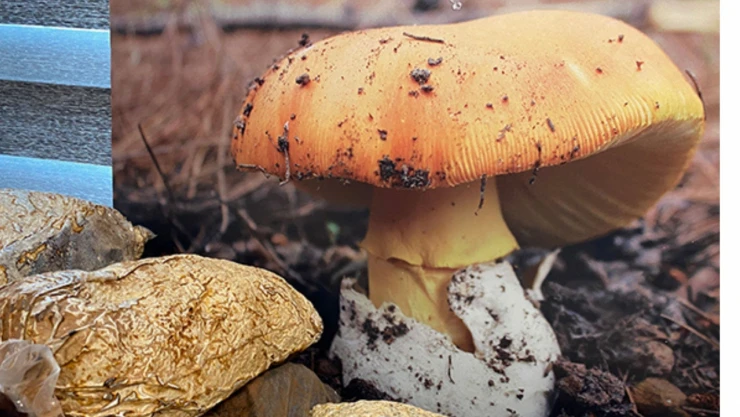 Mantar'dan zehirlenen çift hastaneye kaldırıldı