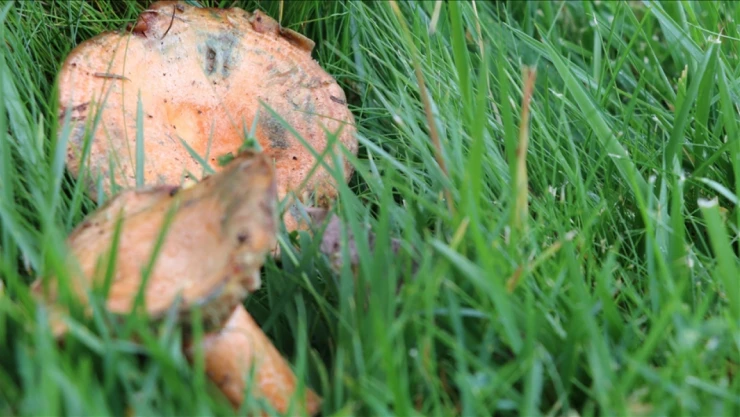 Mantar Tüketiminde Dikkat Uyarısı