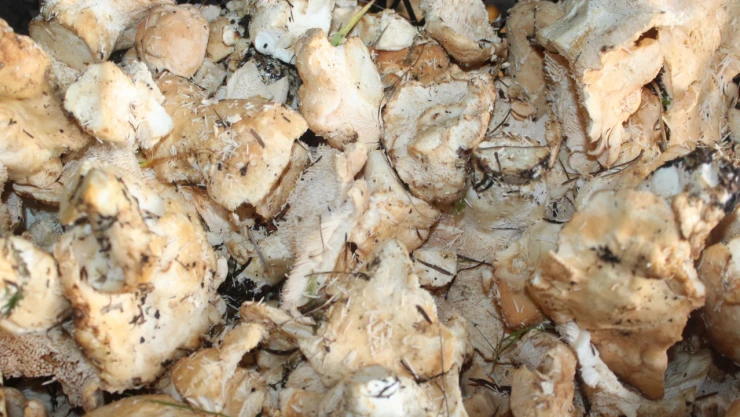 Mantardan Ekonomiye Büyük Katkı