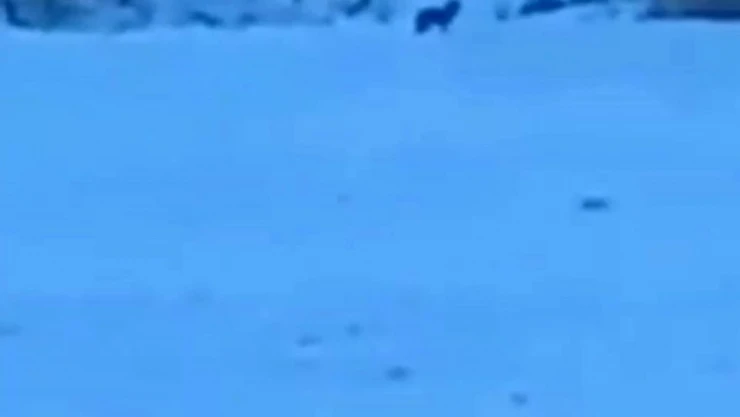 Manzara Fotoğrafı Çekerken Kurtlar Objektifine Takıldı