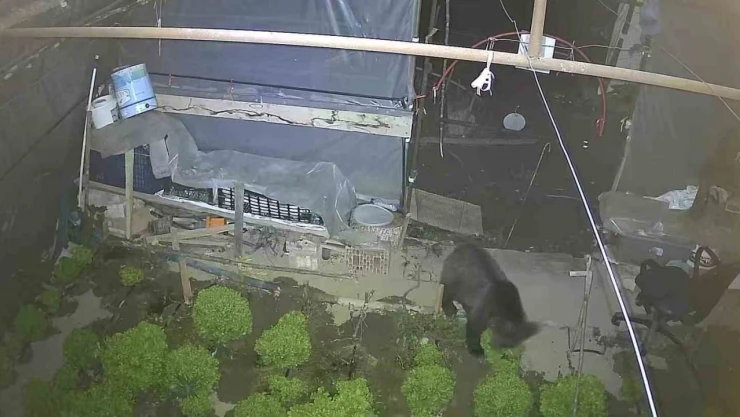 Marul Çadırında Şaşırtan Misafir