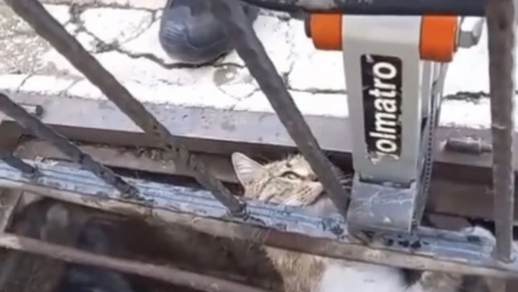 Mazgala Sıkışan Kediyi İtfaiye Kurtardı