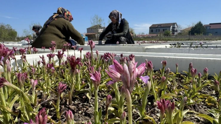 Meşe Ormanlarından Gelen Şifa