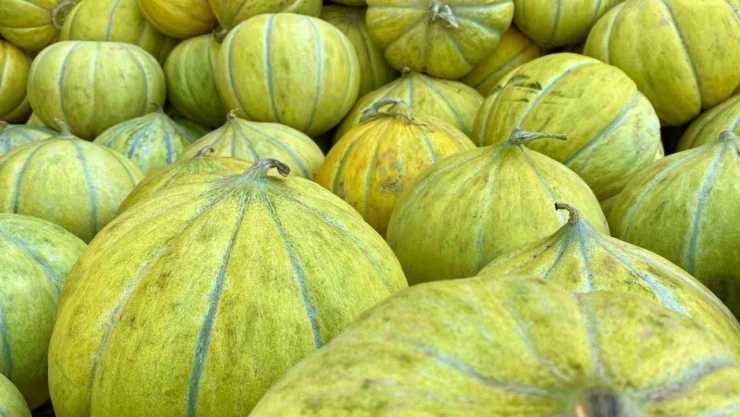 Meşhur Kızılırmak Kavunu Tezgahlarda Yerini Aldı