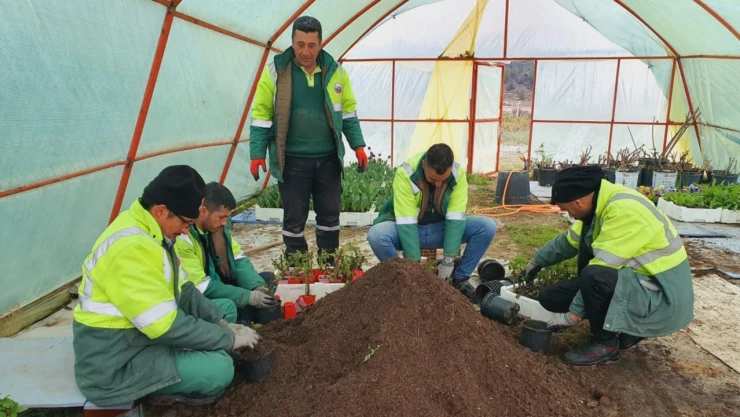 Mevsimlik Çiçek Dikimi Başlıyor