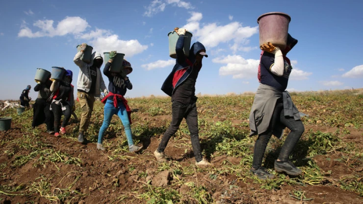 Mevsimlik Tarım İşçilerinin Çalışma Koşulları İyileştiriliyor