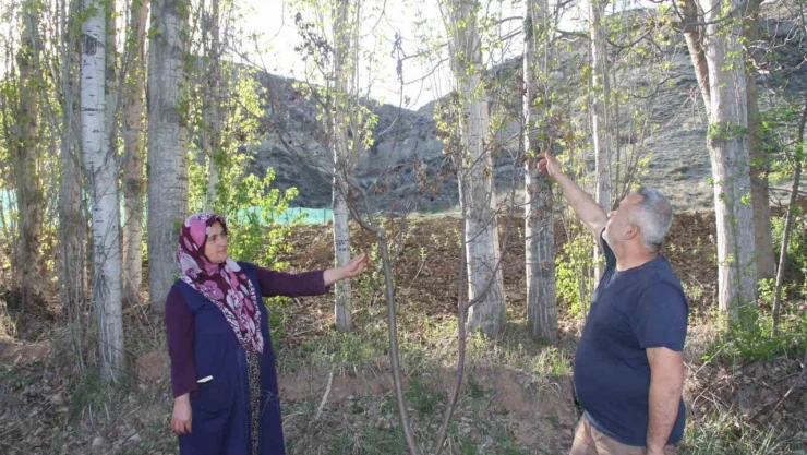 Meyve Ağaçlarından Umudu Kestiler