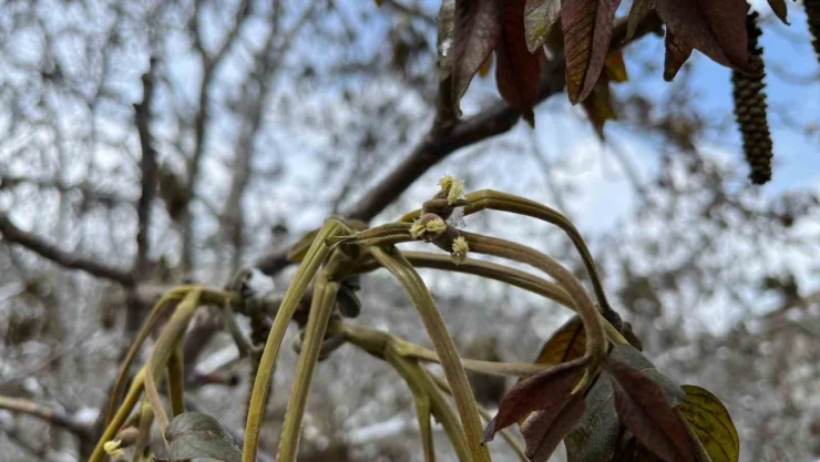 Milletvekili Ahlatcı'dan Zirai Don Açıklaması