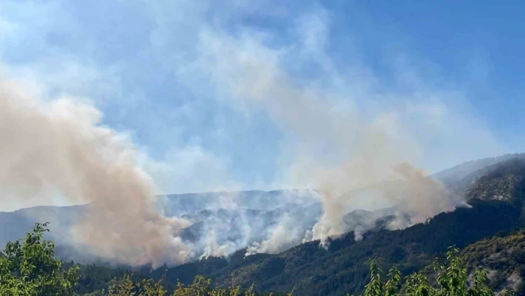 Milletvekili Şahin: 'Yanan 88 Hektarlık Orman Alanı Ağaçlandırılıyor'