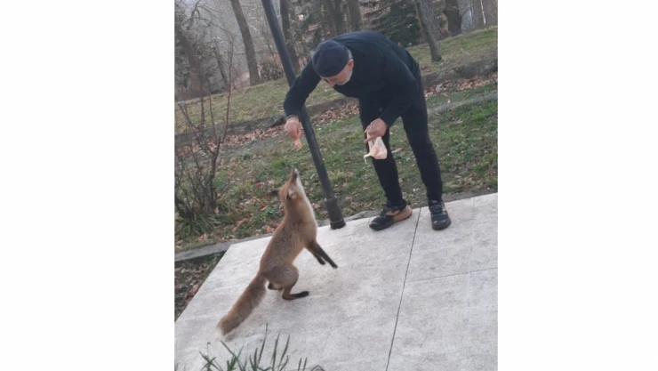 Misafirhane Görevlisi, Aç Tilkiyi Elleriyle Besledi