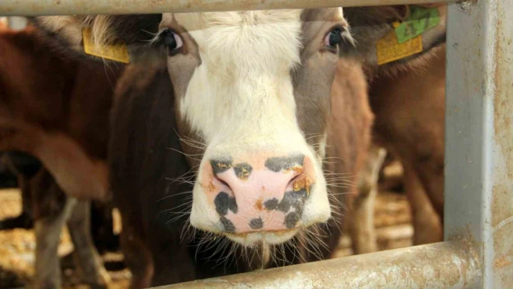 Mudurnu'da 18 Köy Ve 4 Mahalle Karantinaya Alındı